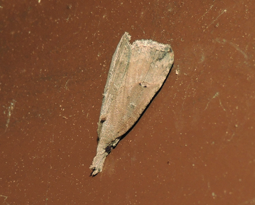 Hypena rostralis Erebidae